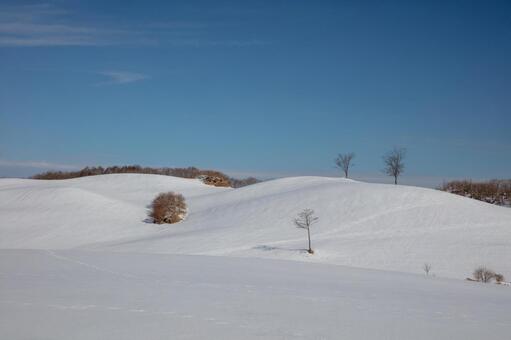 丘陵を光と曲線で描く白い造形の世界 丘陵,雪景色,樹木の写真素材