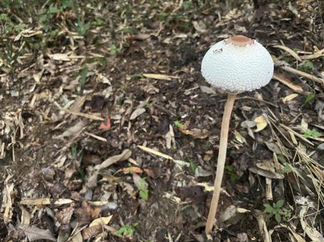 毒キノコ マントカラカサタケ2 毒キノコ マントカラカサタケ2 マントカラカサタケ,毒キノコ,白いの写真素材