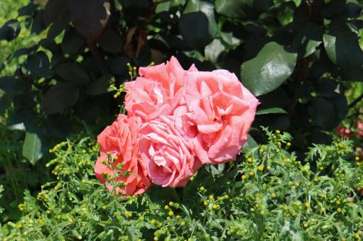 薔薇のブーケ 薔薇のブーケの写真