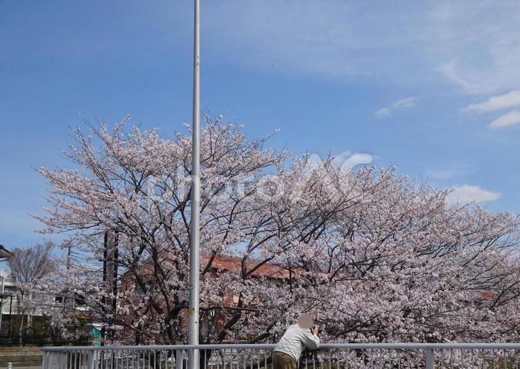 道端の桜-4 道端,路傍,桜の写真素材