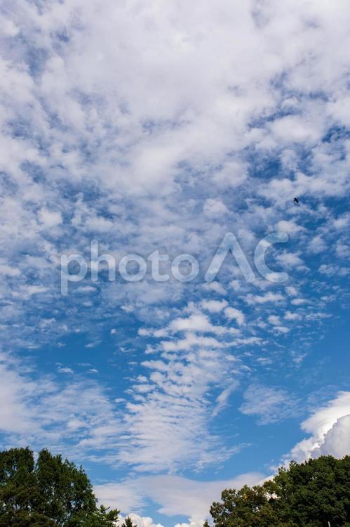 空と雲 空,雲,青空の写真素材