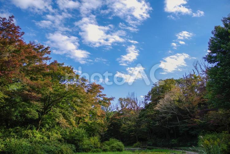 明治神宮の紅葉と秋空 空,自然,森の写真素材