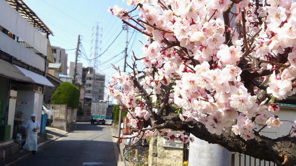 満開の梅の花 満開の梅の花の写真