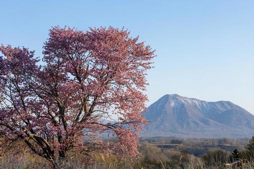 一本桜と尻別岳 一本桜,雄大,爛漫の写真素材