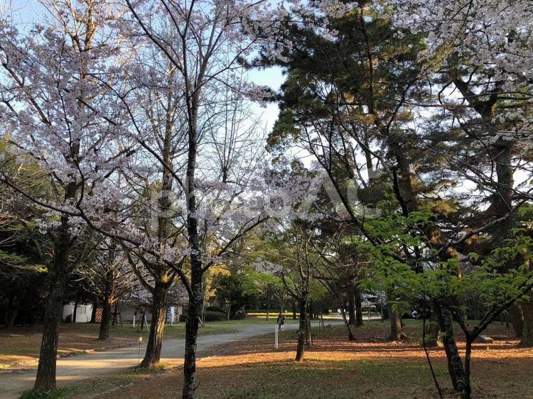 桜と公園 桜と公園 桜,風景,日本の写真素材