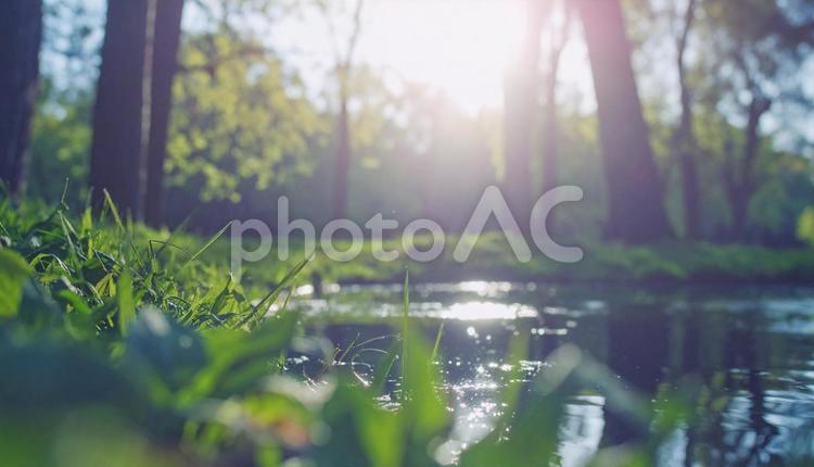 新緑の風景と池 葉,自然,植物の写真素材