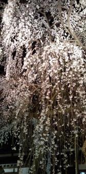 夜桜 夜桜の写真