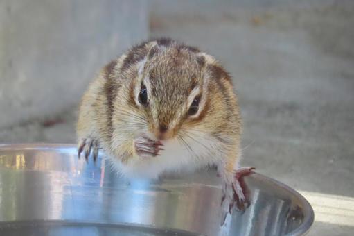Photo, chipmunk, a squirrel, striped squirrels, 