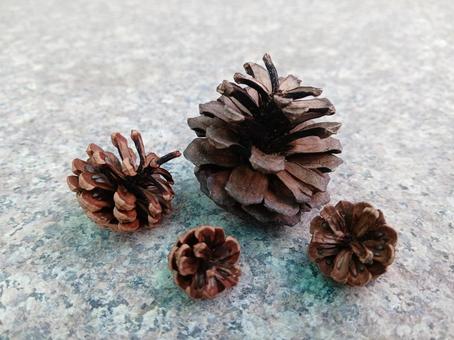 松ぼっくり 松ぼっくり まつぼっくり,松,植物の写真素材