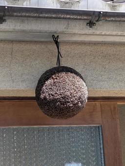 酒林 酒林 酒林,杉玉,酒造の写真素材