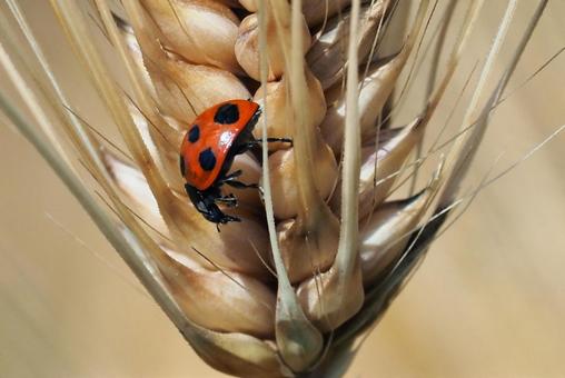 大麦にテントウムシの写真