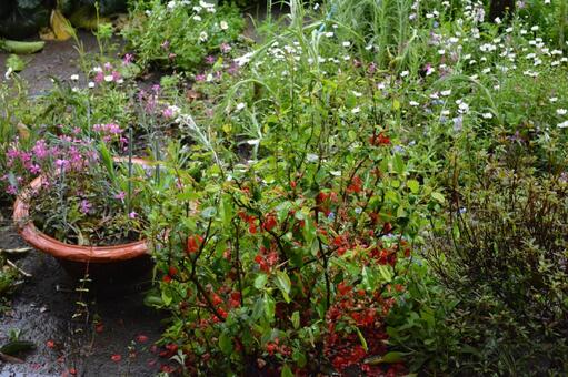 花 花,自然,雨の写真素材