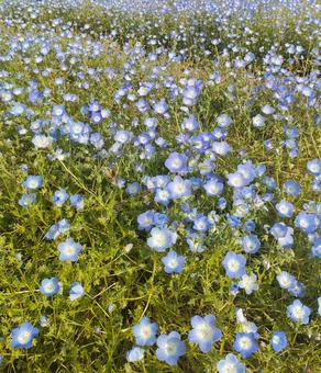 Nemophila, JPG
