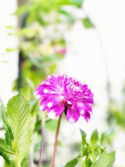 ピンクのダリア ダリア,花,植物の写真素材