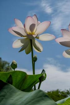 Ancient Lotus Village 2025, JPG Ancient Lotus Village 2025, JPG
