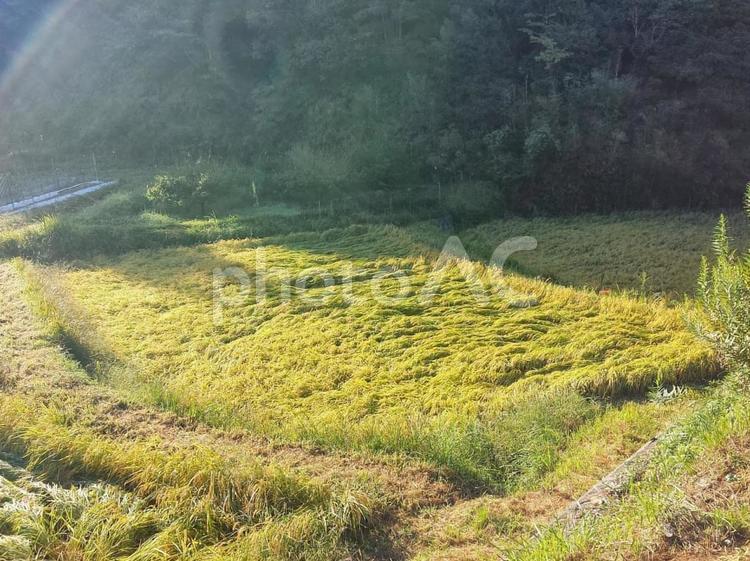 朝日差し込む棚田の稲穂 稲穂,田んぼ,稲の写真素材