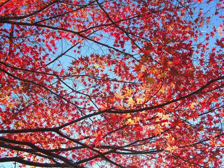 紅葉風景 紅葉風景 紅葉,秋,青空の写真素材
