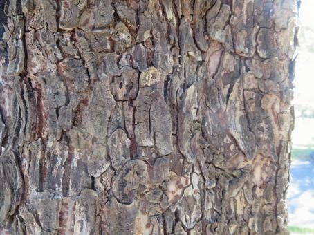 アキニレの樹皮 アキニレの樹皮の写真
