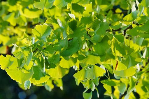 イチョウの葉 イチョウ,葉,黄葉の写真素材