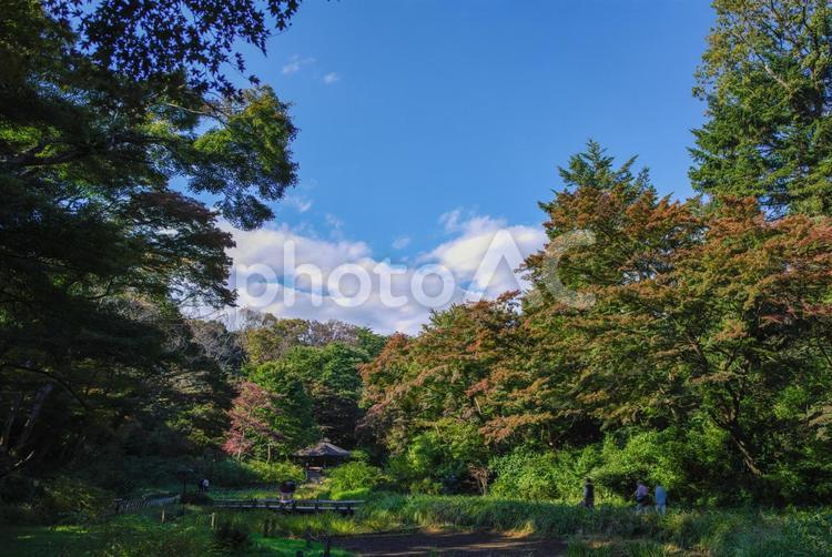 明治神宮の紅葉と秋空 自然,空,風景の写真素材