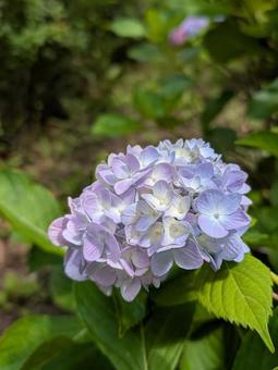 紫陽花 アジサイ 紫陽花 アジサイ の写真