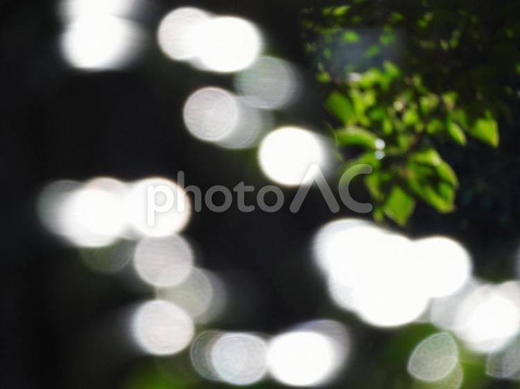 木々と光 木漏れ日,木,綺麗の写真素材