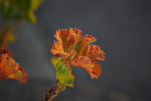 冬の夕陽に染まる赤い葉 葉,紅い,夕陽の写真素材