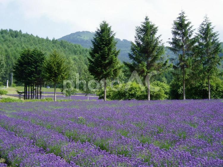 北海道の富良野のラベンダー畑 北海道,富良野,道央の写真素材