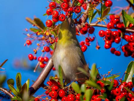 Pyracantha and Japanese White-eye, JPG Pyracantha and Japanese White-eye, JPG