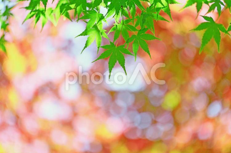 木漏れ日と新緑の青モミジ 青もみじ,モミジ,新緑の写真素材