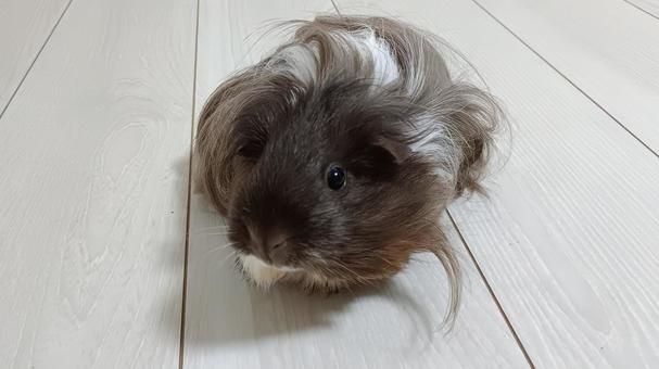 長毛種のモルモット モルモット,長毛,長毛種の写真素材