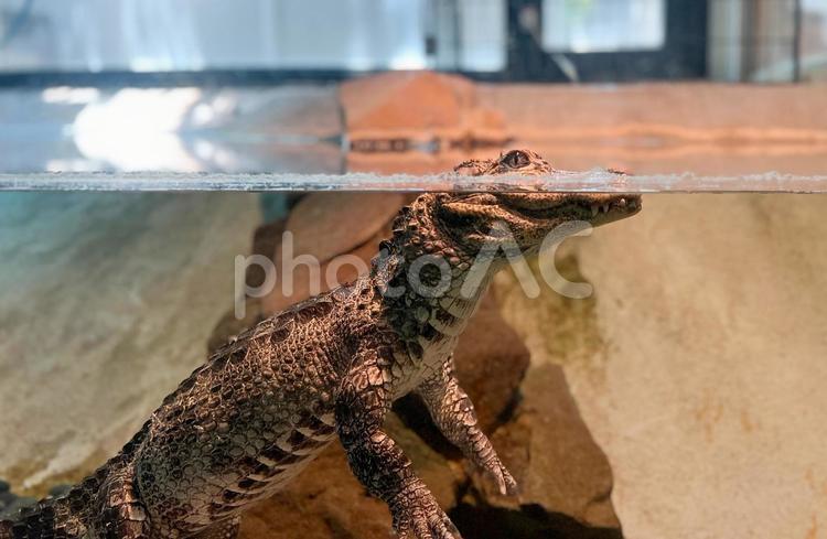 水面に顔を出すニシアフリカコビトワニ ワニ,鰐,ニシアフリカコビトワニの写真素材