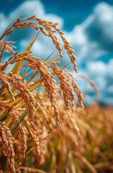 秋の豊作を告げる稲穂と青い空 秋の豊作を告げる稲穂と青い空の写真