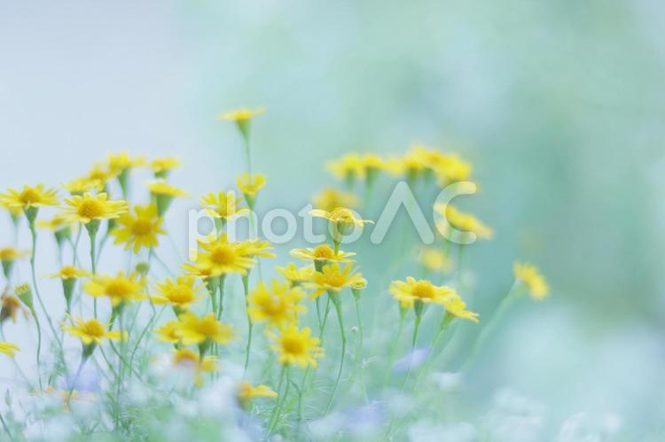 春のイメージの花の背景 花,お花,春の写真素材