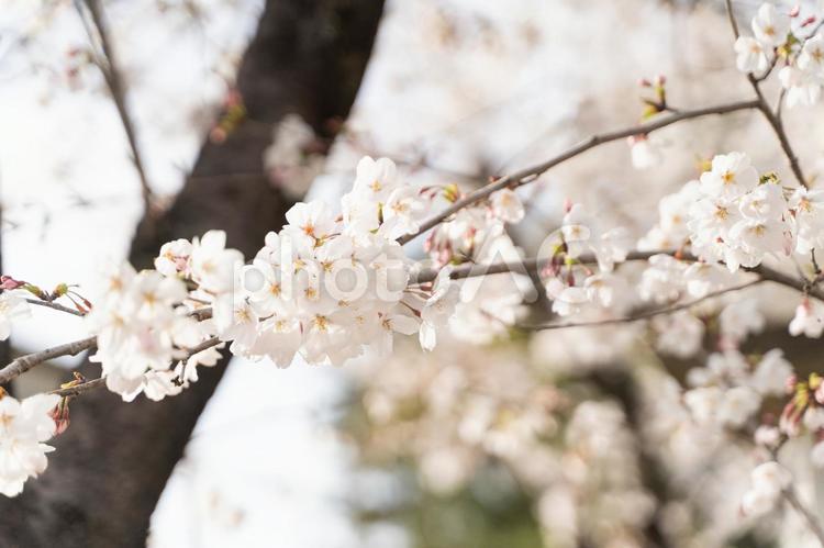 満開の桜が春の訪れ告げる② 桜,春,花の写真素材