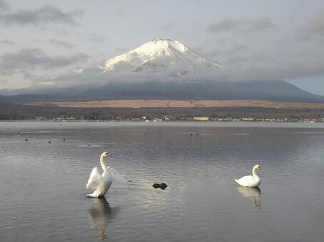 雪の富士山と山中湖 富士山,山中湖,富士五湖の写真素材