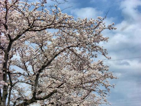 清水公園の桜-55 清水公園の桜-55の写真