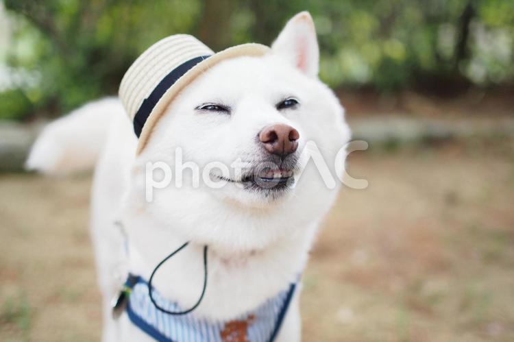 白い犬54(麦わら帽子) 犬,柴犬,豆柴の写真素材