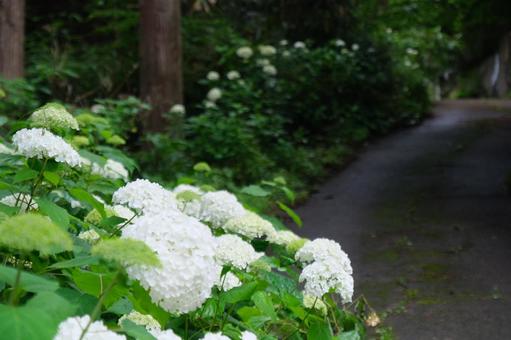 紫陽花 紫陽花の写真