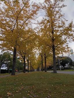 夕方の銀杏並木 秋,晩秋,並木の写真素材