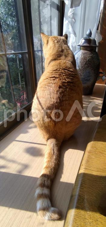 猫の背中と魔法の壺 猫,ネコ,ねこの写真素材