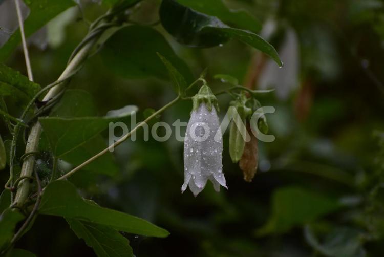梅雨の雨に濡れる草花（朝顔） 雨,梅雨,植物の写真素材