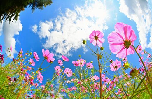 アニメのような鮮やかなコスモス畑 コスモス,アニメ,壁紙の写真素材