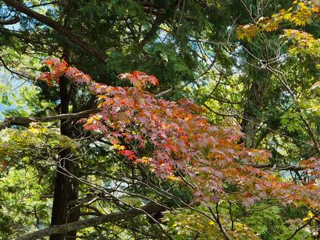色づき始め 紅葉,もみじ,こうようの写真素材