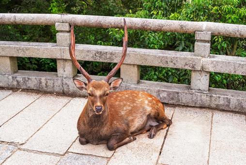 橋の上で休む男鹿 橋の上で休む男鹿 鹿,雄,動物の写真素材