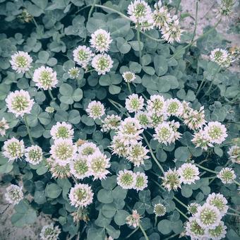 シロツメ草 シロツメ草 花,植物,春の写真素材