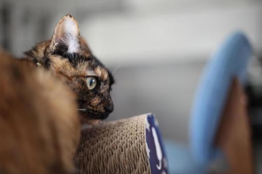 つめとぎからボーッとする猫 猫,ネコ,ねこの写真素材