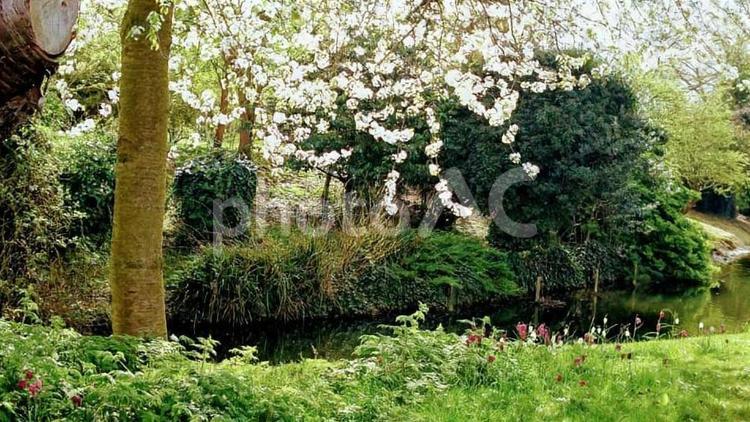 イギリスの公園の水辺の白い桜と春の花 桜,青空,ヨーロッパの写真素材