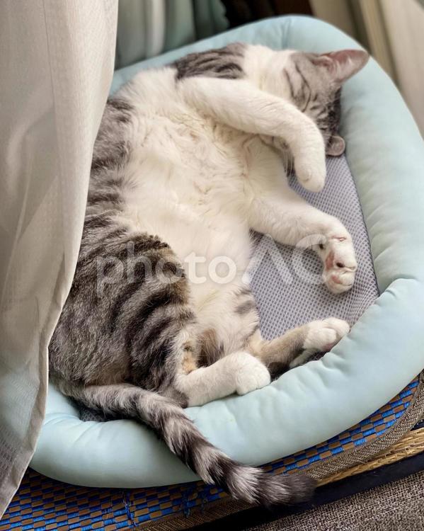 顔に手を乗せて眠るサバ白猫様　縦画像 猫,サバシロ,仰向けの写真素材