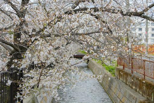 川沿いに咲く桜並木 川沿いに咲く桜並木 桜,花,花びらの写真素材